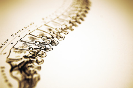 Colonne vertébrale - ostéopathie